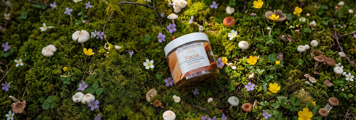Mushroom-Based Alpha Brain Alternatives